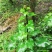 恩施荞麦大叶百合白瓦阳台庭院地栽室内盆景绿化易成活
