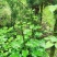 恩施荞麦大叶百合白瓦阳台庭院地栽室内盆景绿化易成活