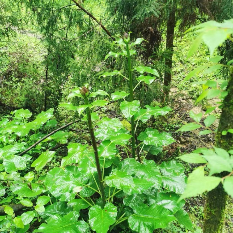 恩施荞麦大叶百合白瓦阳台庭院地栽室内盆景绿化易成活
