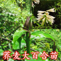 恩施荞麦大叶百合白瓦阳台庭院地栽室内盆景绿化易成活