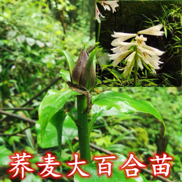 恩施荞麦大叶百合白瓦阳台庭院地栽室内盆景绿化易成活