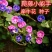 大牵牛花种子爬藤大喇叭花矮牵牛花四季阳台庭院篱笆易种花卉