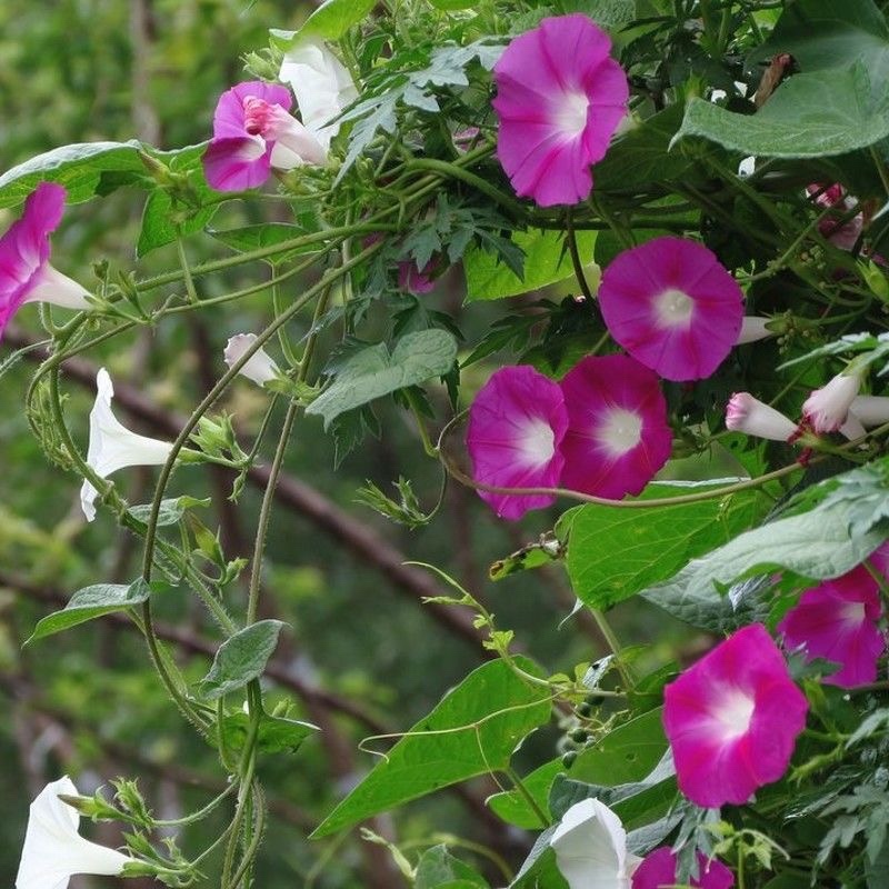 大牵牛花种子爬藤大喇叭花矮牵牛花四季阳台庭院篱笆易种花卉