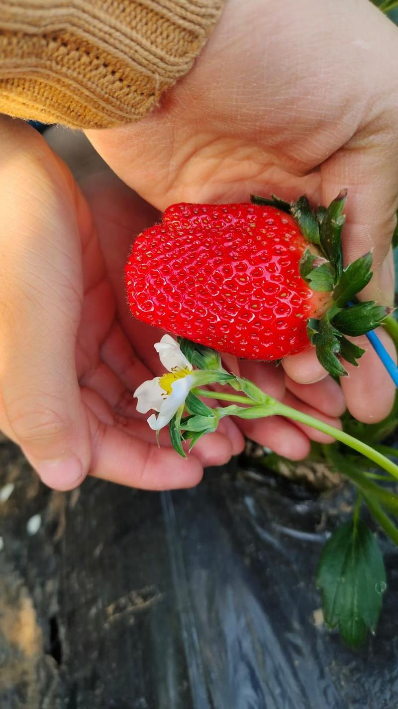 雪里香草莓苗妙香三号草莓苗基地现挖支持实地看苗