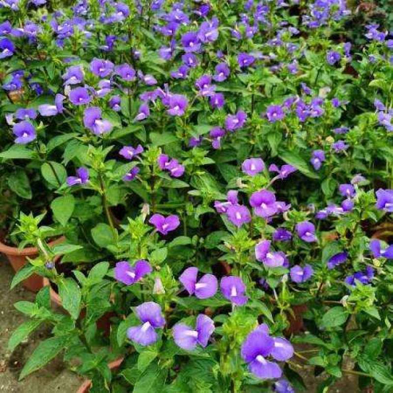 蓝金花盆栽带花苞发货阳台庭院四季好养植物蓝鲸花