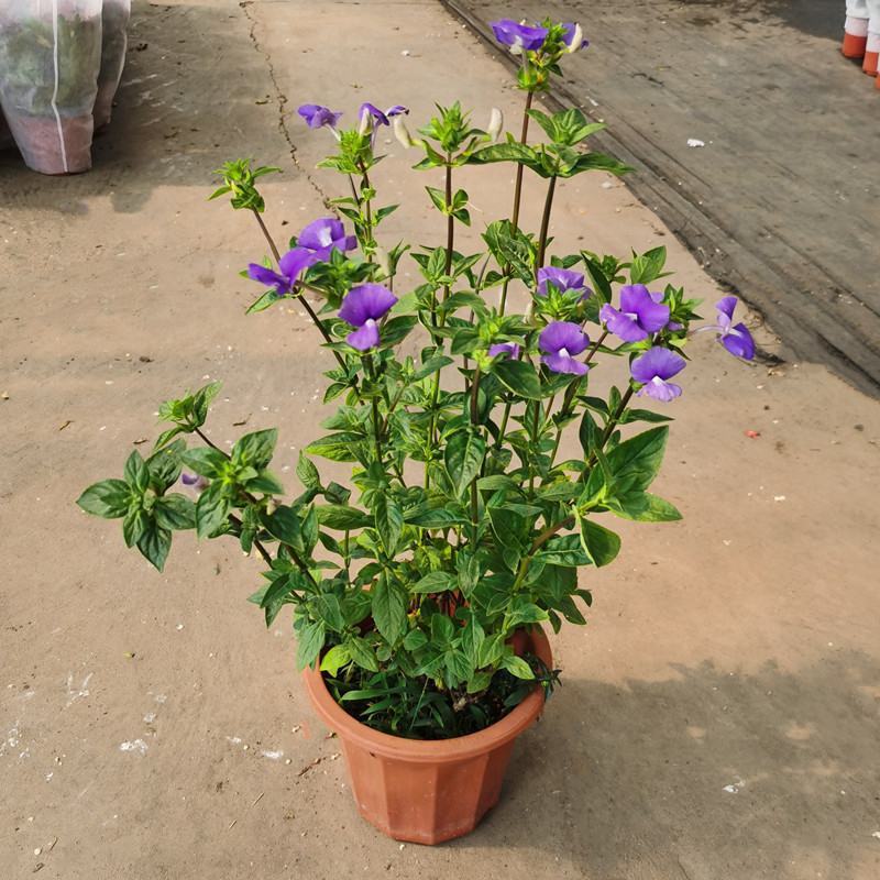 蓝金花盆栽带花苞发货阳台庭院四季好养植物蓝鲸花