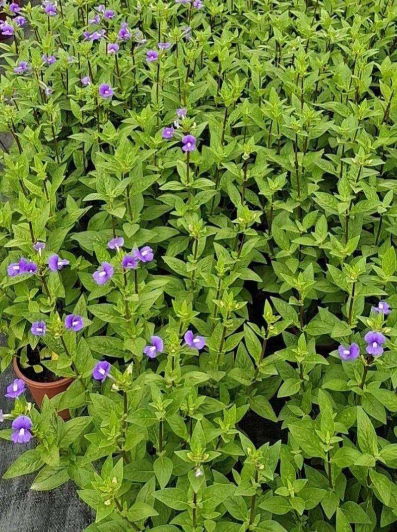 蓝金花盆栽带花苞发货阳台庭院四季好养植物蓝鲸花