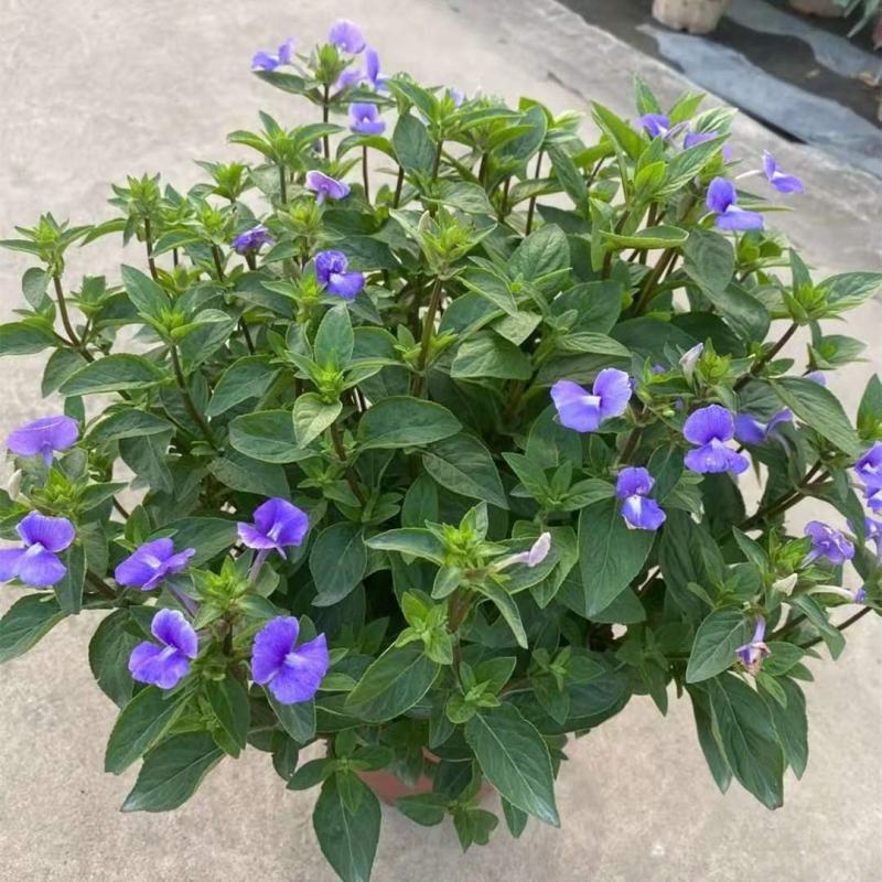 蓝金花盆栽带花苞发货阳台庭院四季好养植物蓝鲸花