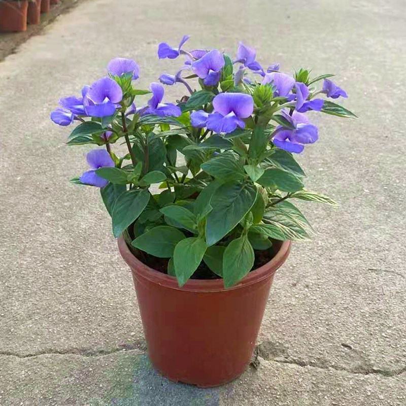蓝金花盆栽带花苞发货阳台庭院四季好养植物蓝鲸花