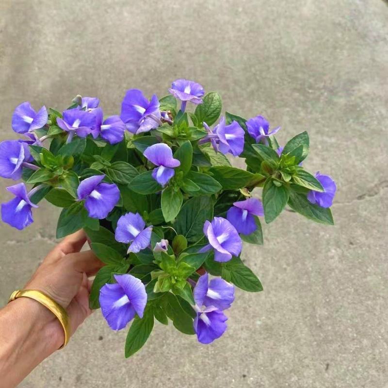 蓝金花盆栽带花苞发货阳台庭院四季好养植物蓝鲸花