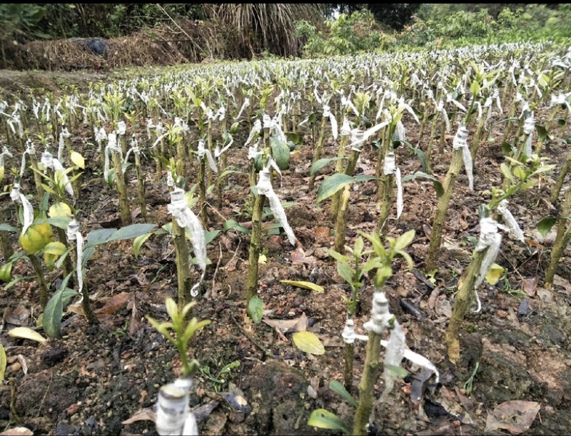 广西091无核无籽沃柑果苗树苗纯正嫁接橘子盆栽南方种植