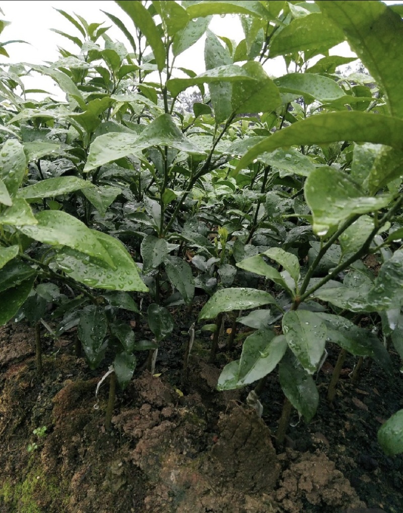 广西091无核无籽沃柑果苗树苗纯正嫁接橘子盆栽南方种植