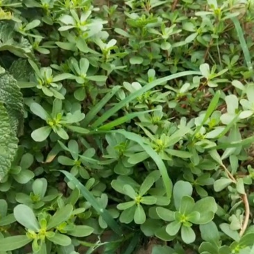 马齿菜