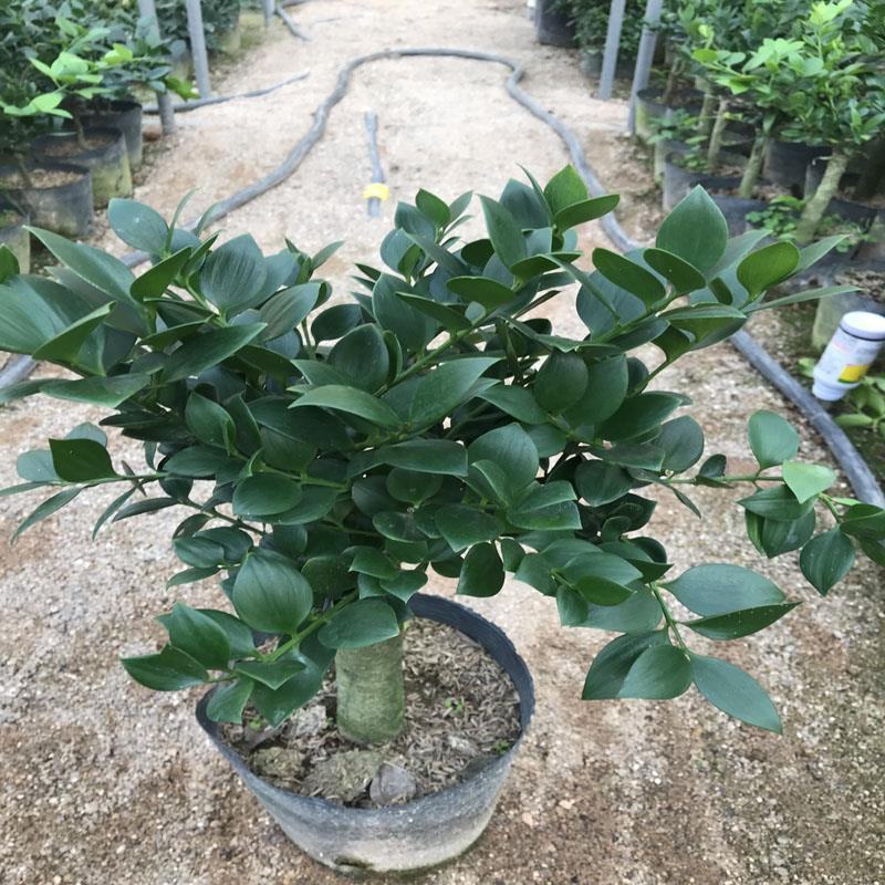 精品圆叶竹柏室内绿植盆栽珍惜花卉短叶竹柏台湾珍珠柏绿植