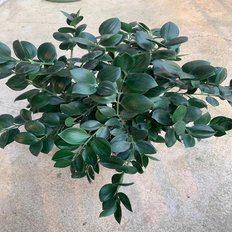 精品圆叶竹柏室内绿植盆栽珍惜花卉短叶竹柏台湾珍珠柏绿植