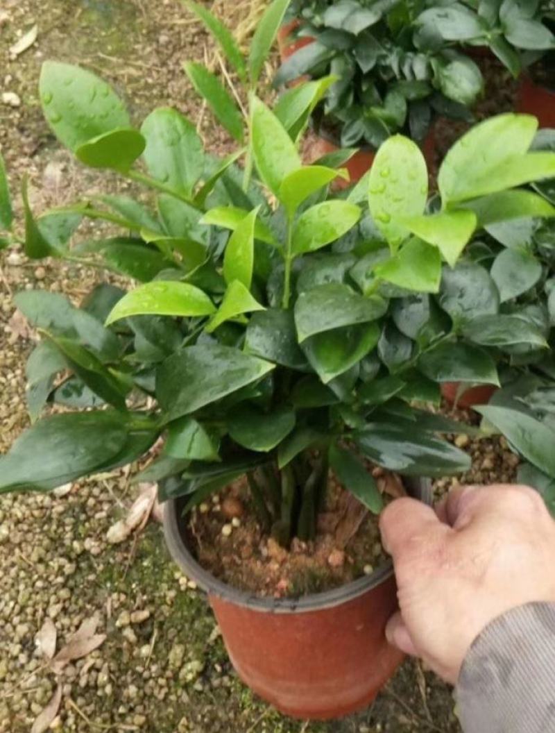 精品圆叶竹柏室内绿植盆栽珍惜花卉短叶竹柏台湾珍珠柏绿植