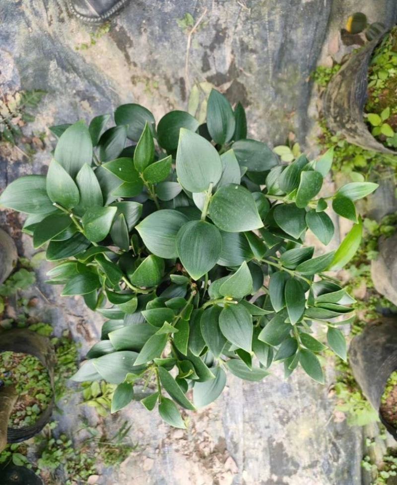 精品圆叶竹柏室内绿植盆栽珍惜花卉短叶竹柏台湾珍珠柏绿植