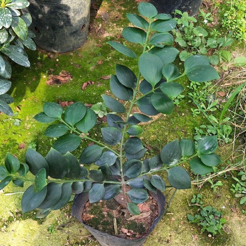 精品圆叶竹柏室内绿植盆栽珍惜花卉短叶竹柏台湾珍珠柏绿植