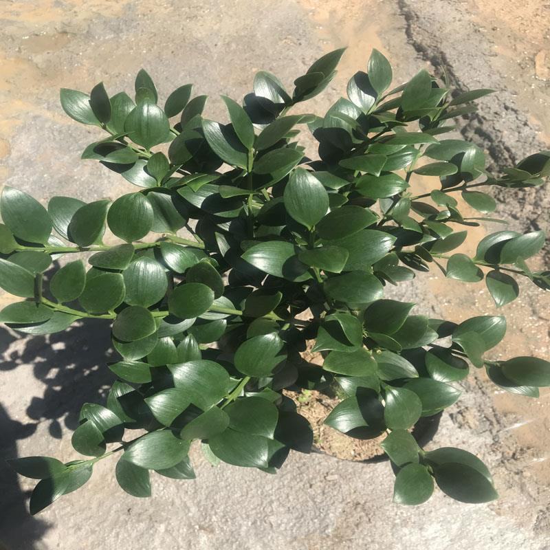 精品圆叶竹柏室内绿植盆栽珍惜花卉短叶竹柏台湾珍珠柏绿植
