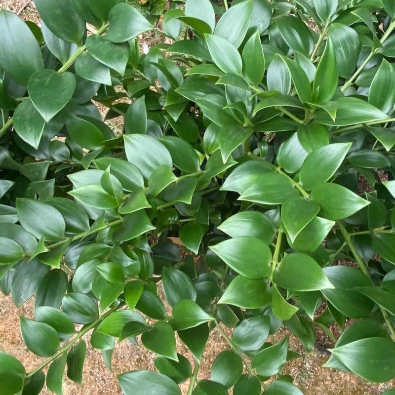 精品圆叶竹柏室内绿植盆栽珍惜花卉短叶竹柏台湾珍珠柏绿植