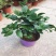 精品圆叶竹柏室内绿植盆栽珍惜花卉短叶竹柏台湾珍珠柏绿植