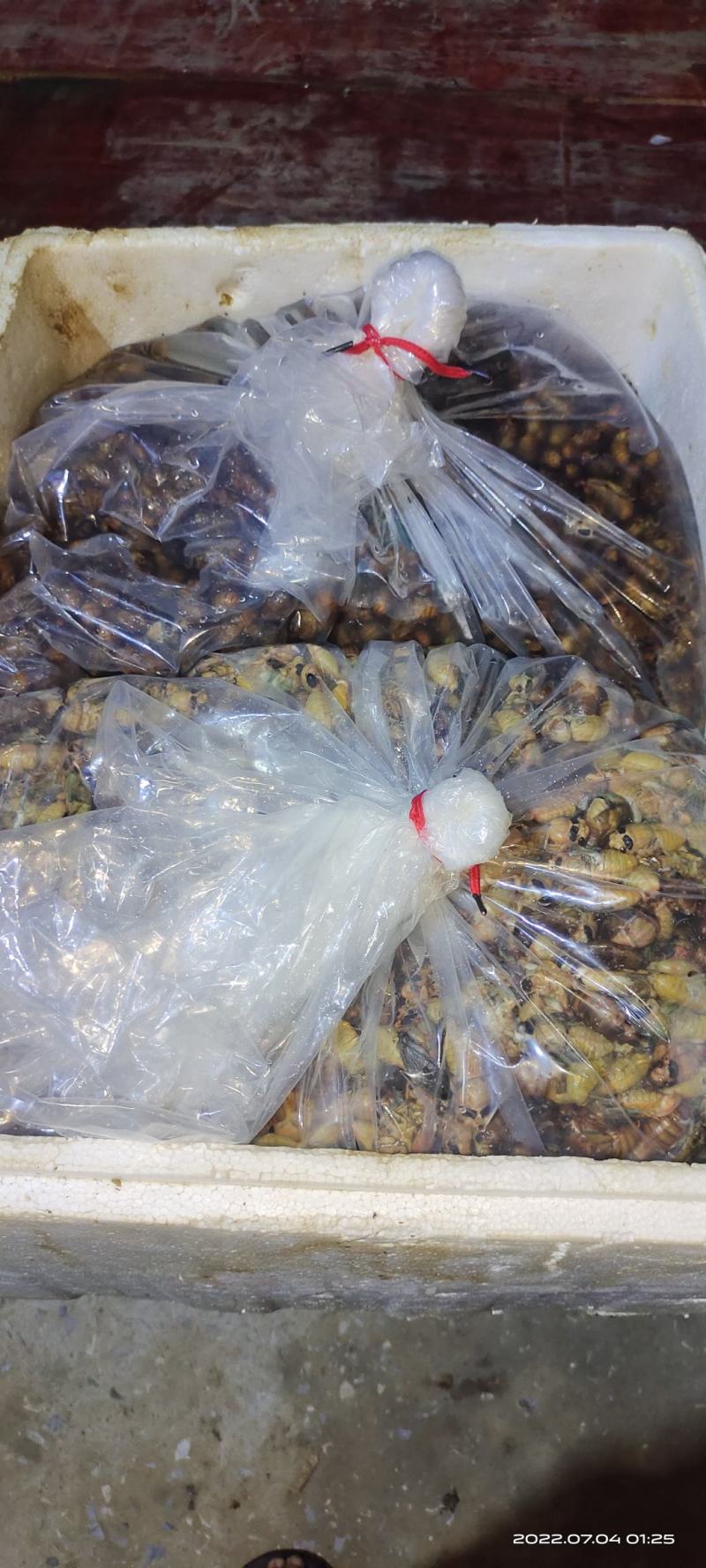 金蝉，银蝉大量上货中，质量有保证，有需要的客户随时联系。