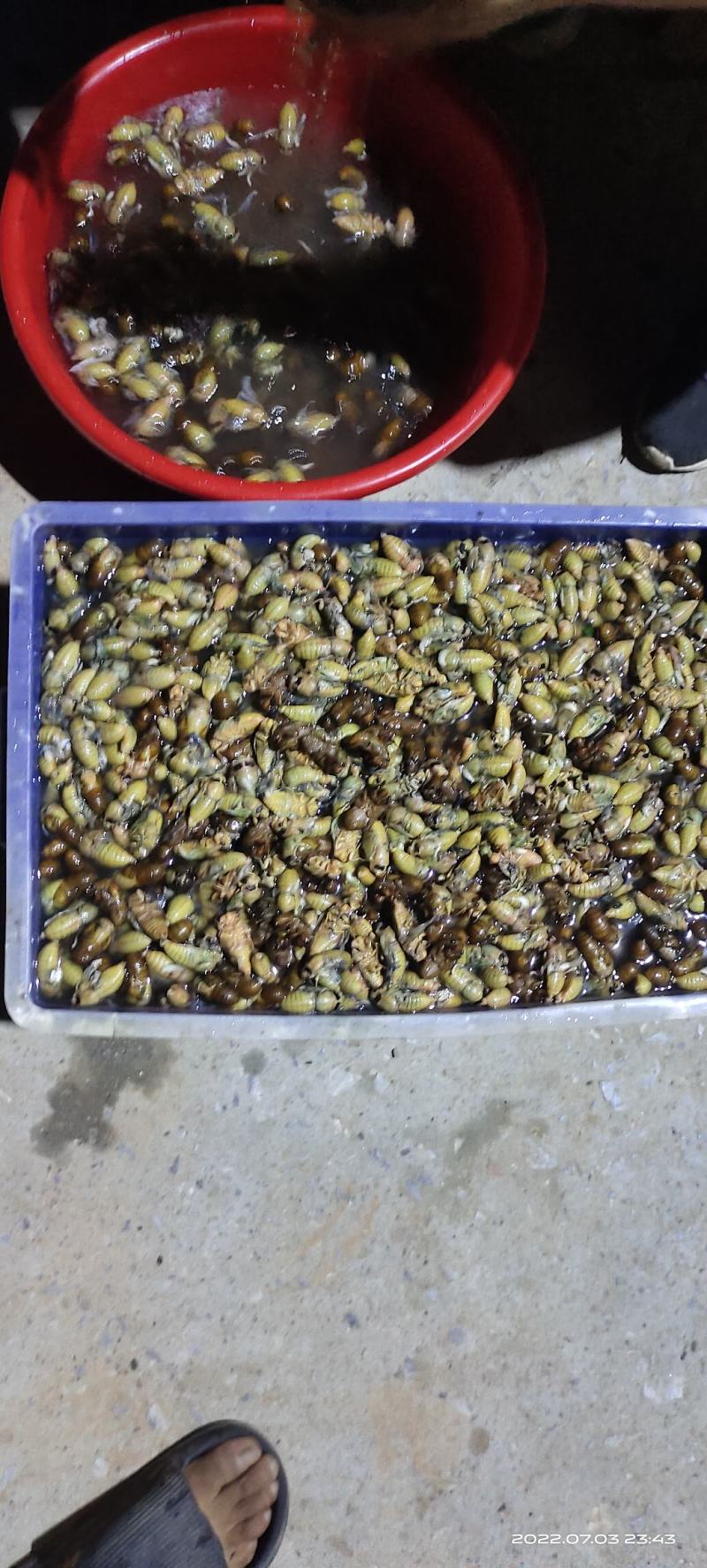 金蝉，银蝉大量上货中，质量有保证，有需要的客户随时联系。