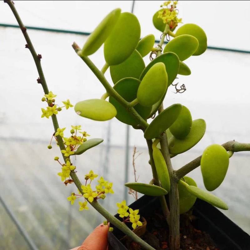 碧雷鼓藤蔓植物可爱萌肉肉好养办公室小盆栽群生老桩多肉