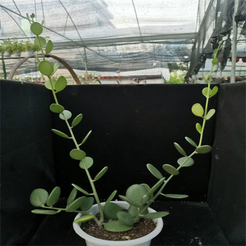 碧雷鼓藤蔓植物可爱萌肉肉好养办公室小盆栽群生老桩多肉