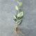 碧雷鼓藤蔓植物可爱萌肉肉好养办公室小盆栽群生老桩多肉