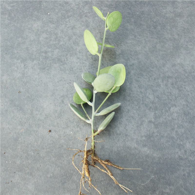 碧雷鼓藤蔓植物可爱萌肉肉好养办公室小盆栽群生老桩多肉