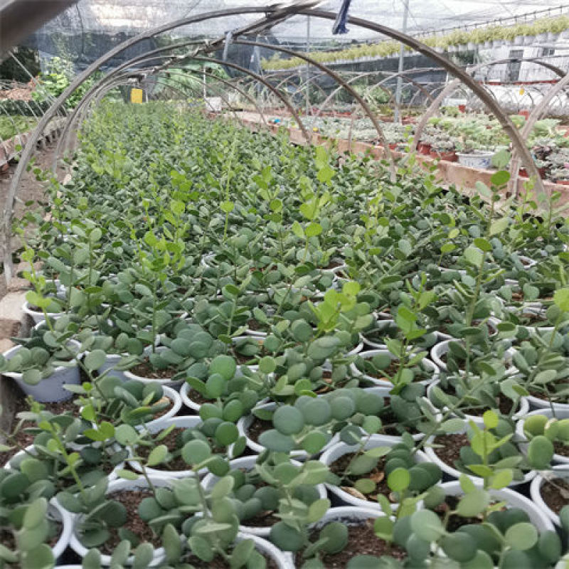 碧雷鼓藤蔓植物可爱萌肉肉好养办公室小盆栽群生老桩多肉