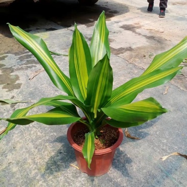巴西美人金心也门铁盆栽香龙血树观叶绿植大型植物吸甲醛