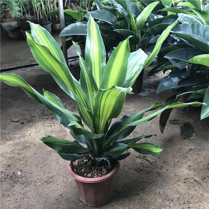 巴西美人金心也门铁盆栽香龙血树观叶绿植大型植物吸甲醛