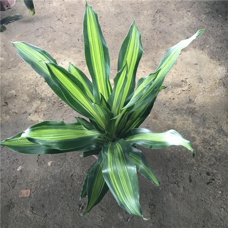 巴西美人金心也门铁盆栽香龙血树观叶绿植大型植物吸甲醛