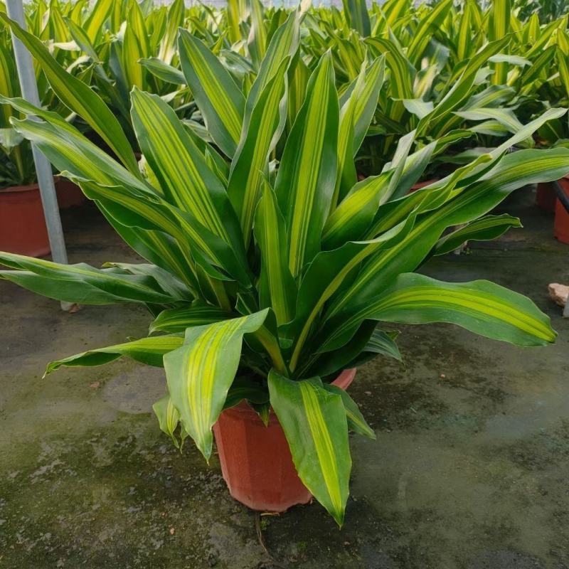 巴西美人金心也门铁盆栽香龙血树观叶绿植大型植物吸甲醛