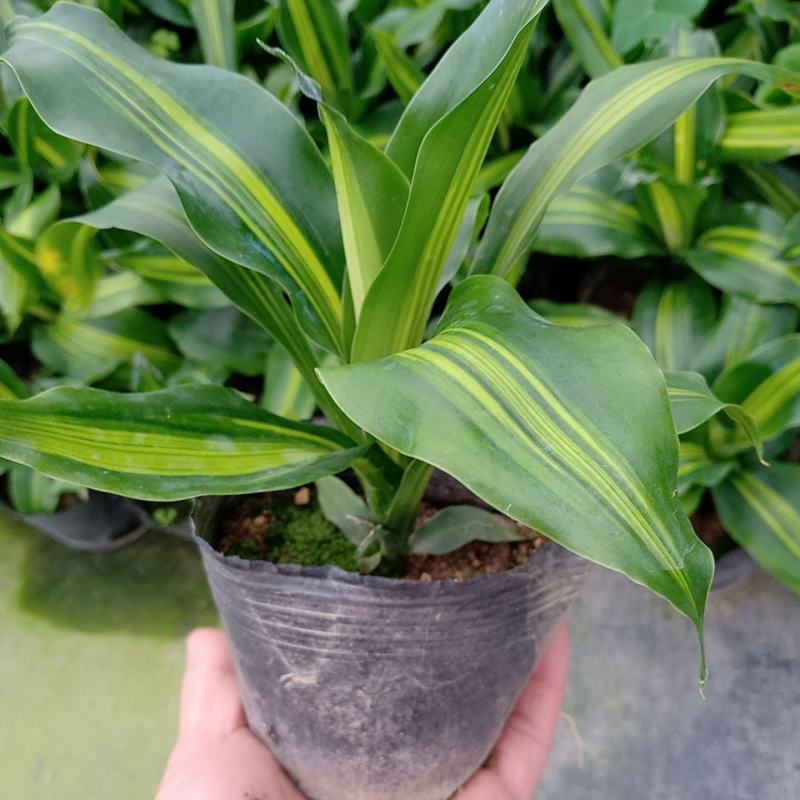 巴西美人金心也门铁盆栽香龙血树观叶绿植大型植物吸甲醛
