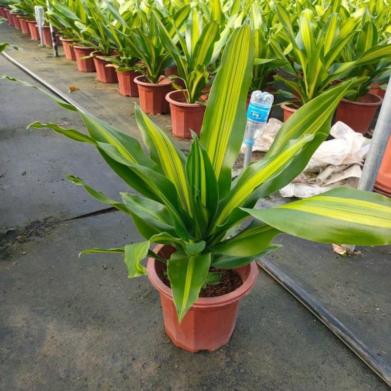 巴西美人金心也门铁盆栽香龙血树观叶绿植大型植物吸甲醛