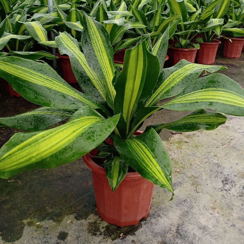 巴西美人金心也门铁盆栽香龙血树观叶绿植大型植物吸甲醛