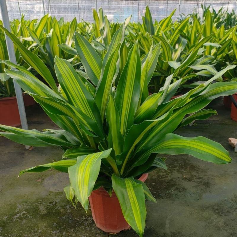 巴西美人金心也门铁盆栽香龙血树观叶绿植大型植物吸甲醛