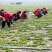 山西蒲公英干货一级绿色1斤起订干净无杂草