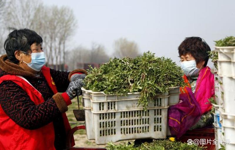 益鸿禧蒲公英茶水洗干净婆婆丁基地种植嫩叶炒制
