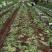 河北坝上错季球生菜大量上市