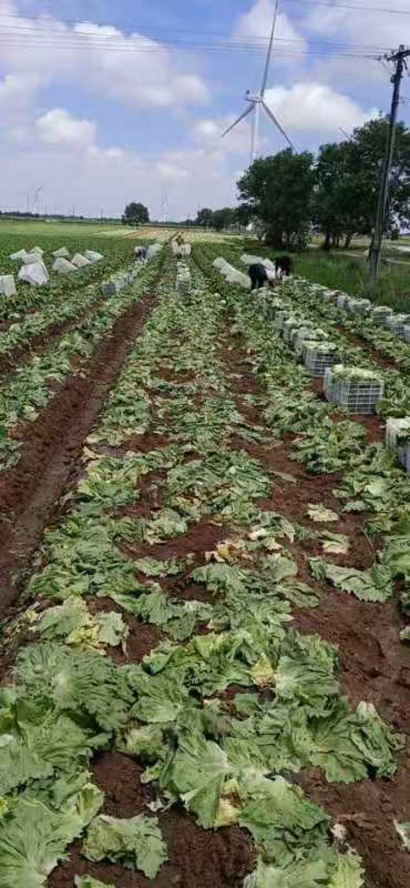 河北坝上错季球生菜大量上市