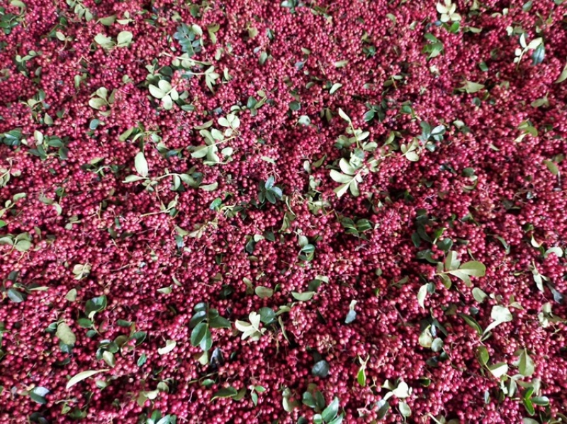 大凉山盐源红花椒，麻味十足。