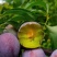 四川绵阳五月脆李子产地精品脆红李即将上市