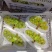 陕西阳光玫瑰产地直发，货源充足，品质好量大优惠