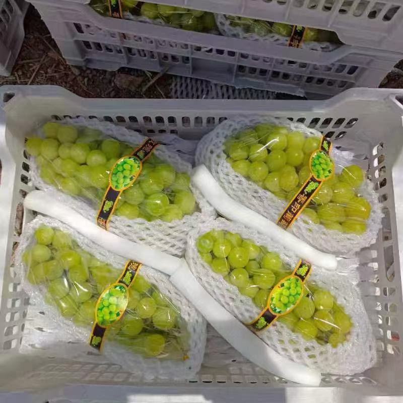 陕西阳光玫瑰产地直发，货源充足，品质好量大优惠