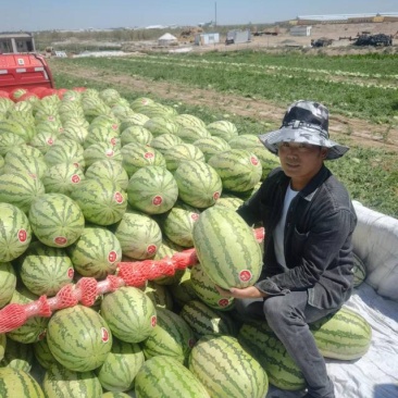 新疆西瓜，金城5，金花，双红，大量有货，