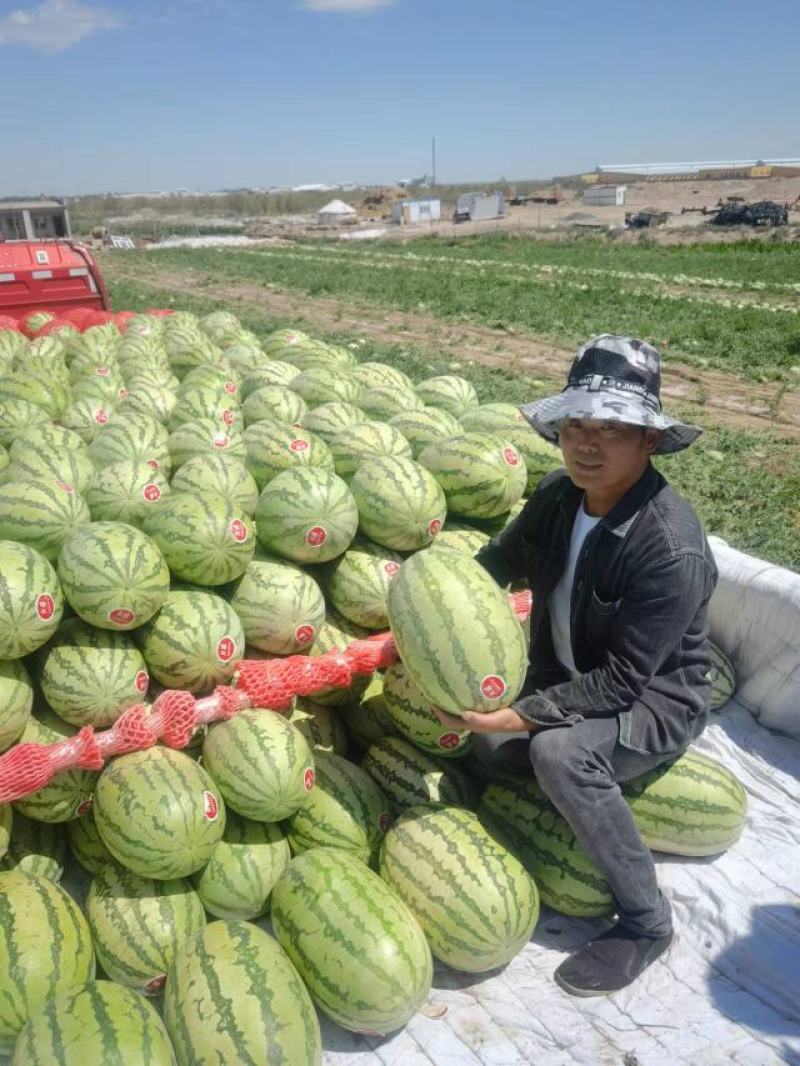 新疆西瓜，金城5，金花，双红，大量有货，